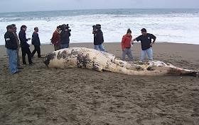 Contaminación del mar