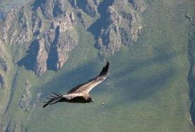 Colca Canon