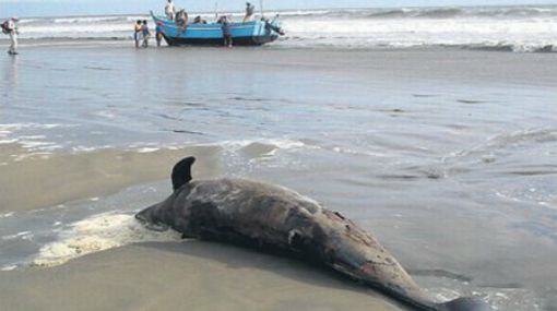 Delfines varados en Lambayeque (El Comercio)