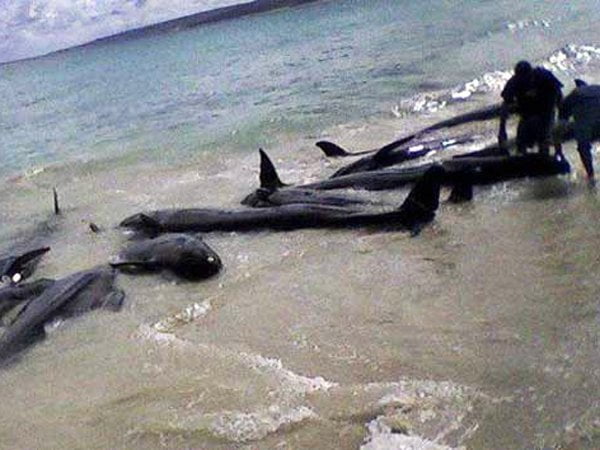 Delfines muertos en la costa peruana