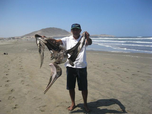 Pelícanos muertos en litoral