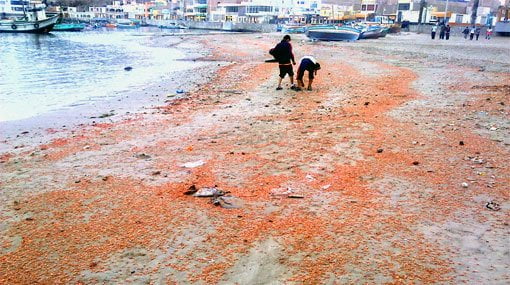 Dramática escena, ¿qué pasa en nuestro mar?