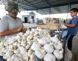 Las exportaciones de ajo peruano no pagan impuesto en brasil gracias al ACE 58