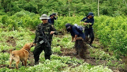 Cocaleros retoman protestas (Referencial / Foto: Generacción)