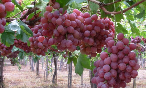 Las exportaciones de uvas frescas  registraron un aumento en la última temporada comparada con la anterior