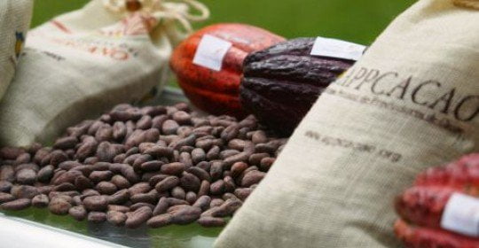 Perú se muestra como segundo productor mundial de cacao orgánico siendo privilegiado al tener el 60% de las variedades de cacao en todo el mundo.