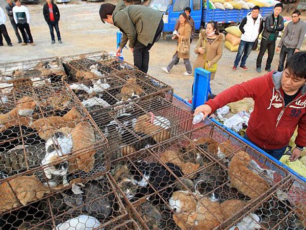 Gatos rescatados en China