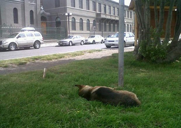 Matanza de perros conmociona a Chile (UDDA Chile y Radio Polar)