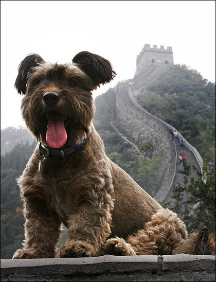 Oscar en la Muralla China (DailyMail)