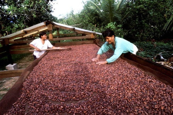 El cacao peruano interesa a potenciales clientes de Francia, Estados Unidos y Japón.