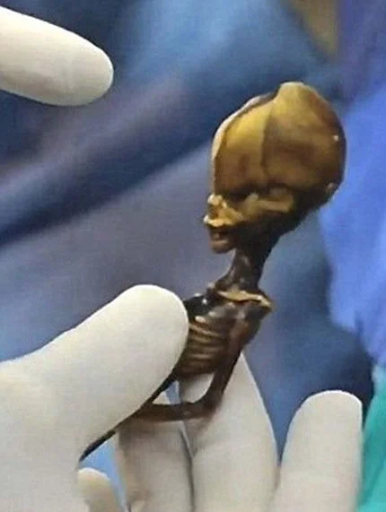 Encuentran ADN humano en supuesto 'mini extraterrestre' hallado en Chile (Fotos: sirius.neverendinglight.com)