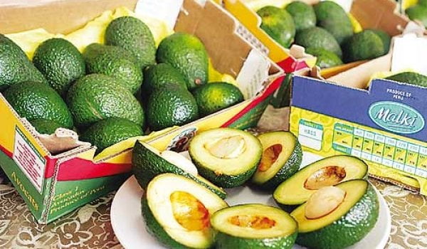 Perú es el cuarto proveedor de palta Hass para Estados Unidos.