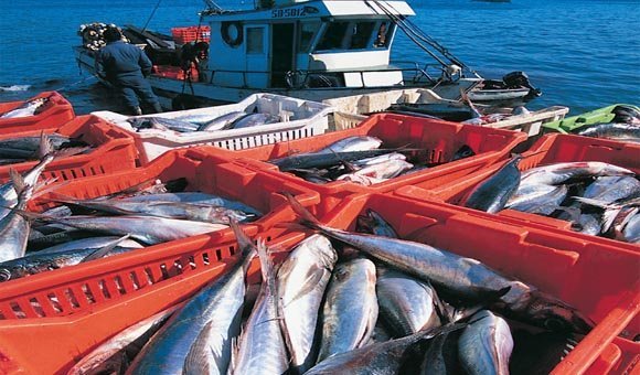Promperú participará en Misión Comercial a Rusia junto a ocho empresas del sector pesca.