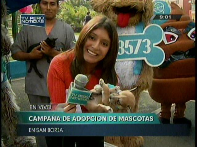 San Borja promueve campaña de adopción de mascotas (Video)