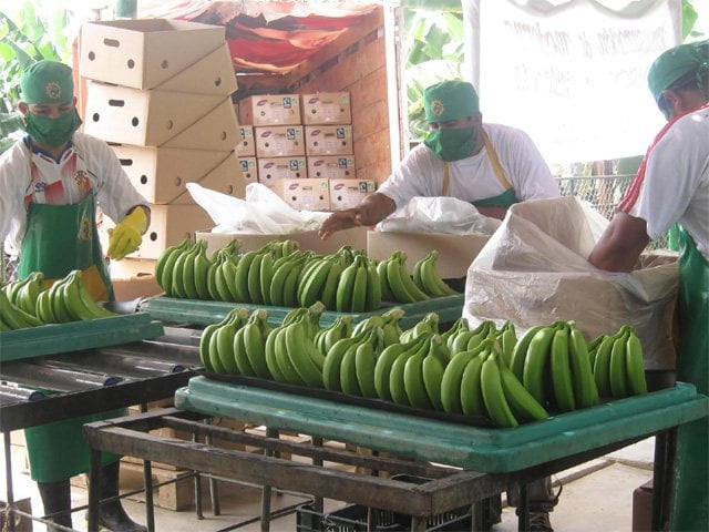 Asociación piurana negocia con un importador asiático la exportación de un contenedor semanal de banano orgánico.