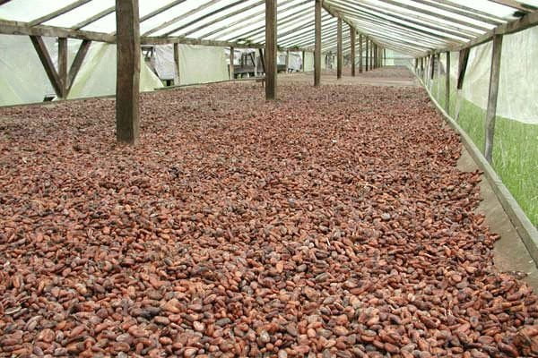 La tendencia en el futuro es exportar el cacao como producto final.