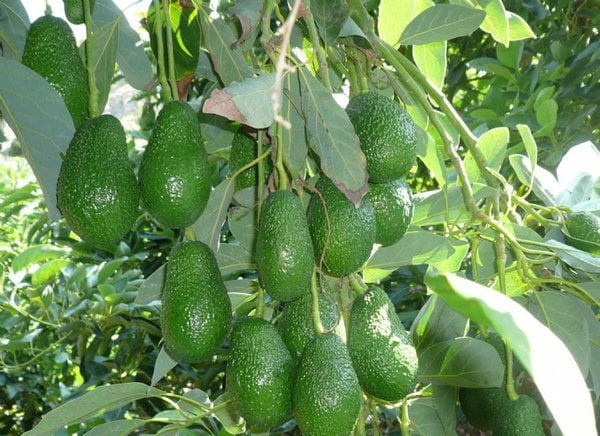 Se incrementaron las exportaciones de palta Hass lambayecana.