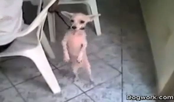 El perro salsero, el video viral más compartido en Facebook (Video)