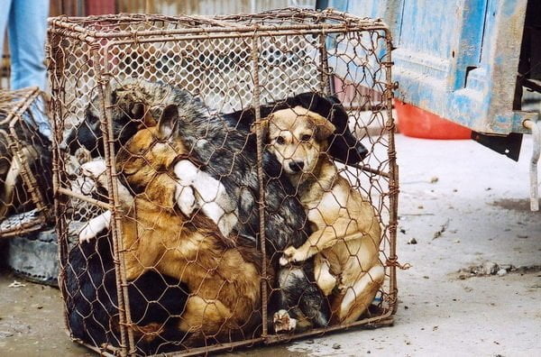 Inhumano: 200 mil perros sacrificados para restaurants en Tailandia y Vietnam