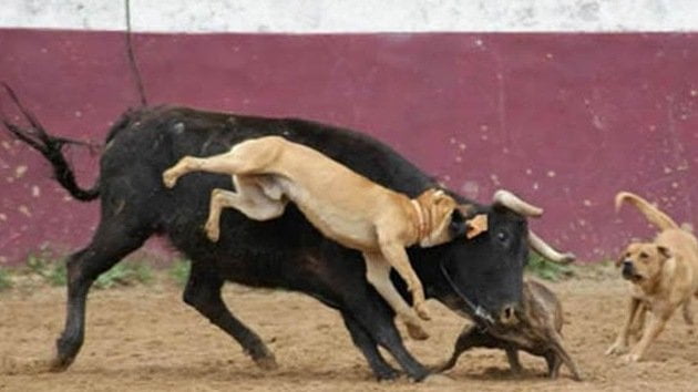 Inhumano: Famoso torero publica foto de perros despellejando a un toro