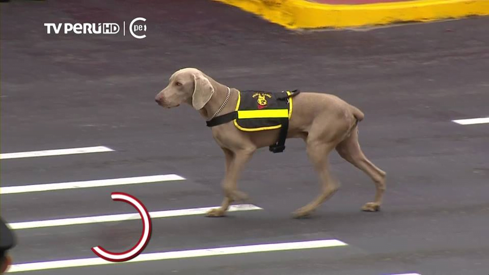 (Video) Perritos policías se robaron el show en la #ParadaMilitar