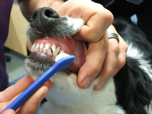 Los perros también necesitan un lavado de dientes