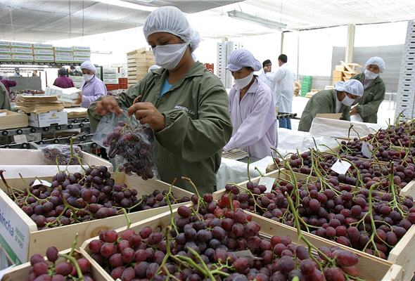 La uva fresca es el segundo producto agrícola peruano más exportado del rubro no tradicional.