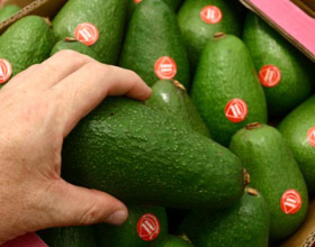 La palta hass tiene impedimento de ingreso al mercado chileno.