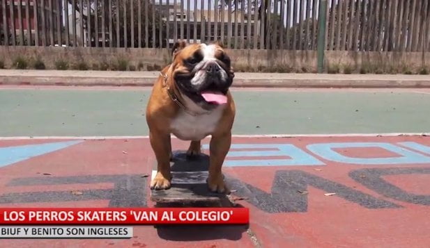 (Video) 'Benito' y 'Biuf', los perros skaters peruanos que la rompen