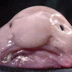 Pez blobfish y una rana peruana entre los animales más feos del mundo