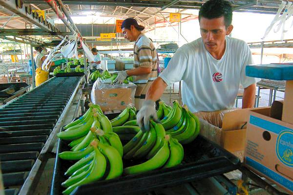 Empresa estadounidense importará banano orgánico de Tumbes.