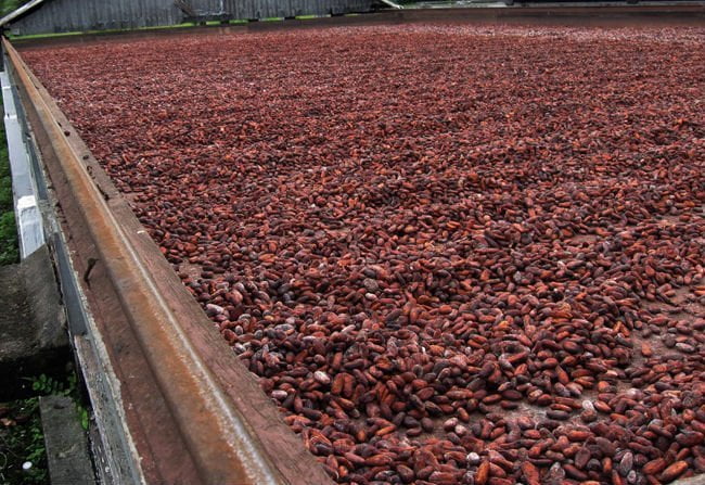 Europa adquirirá cacao fino y de aroma peruano a partir del 2016.