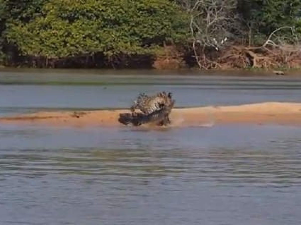 Video de jaguar que ataca a cocodrilo es viral en Youtube | En Línea