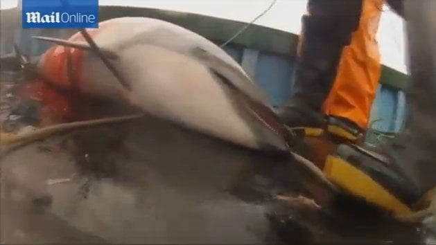 Brutalidad: Pescadores peruanos arponean y matan delfines (VIDEO)