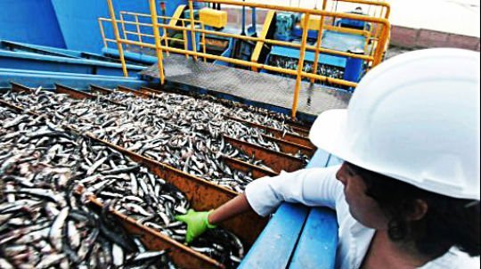 Exportadores y productos peruanos deben ofrecer la anchoveta con valor agregado para satisfacer al cliente brasileño.