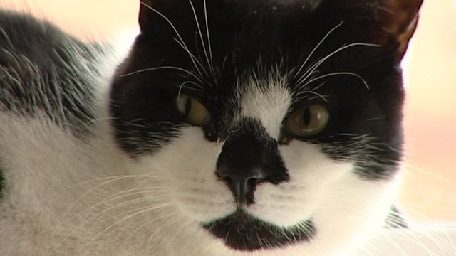 Jueza prohíbe comer gato en festividades de Cañete