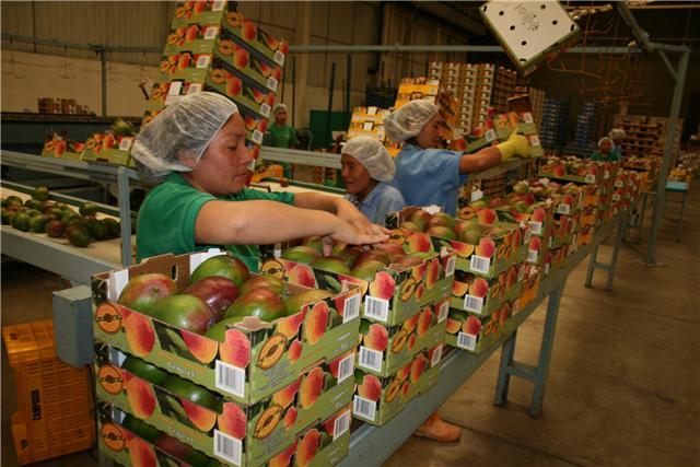 A pesar de los factores de clima y la crisis económica, las exportaciones de mango aumentarían con respecto a la campaña anterior.