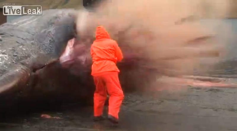 [VIDEO] Ballena le explota en la cara a pescador en Islas Feroe