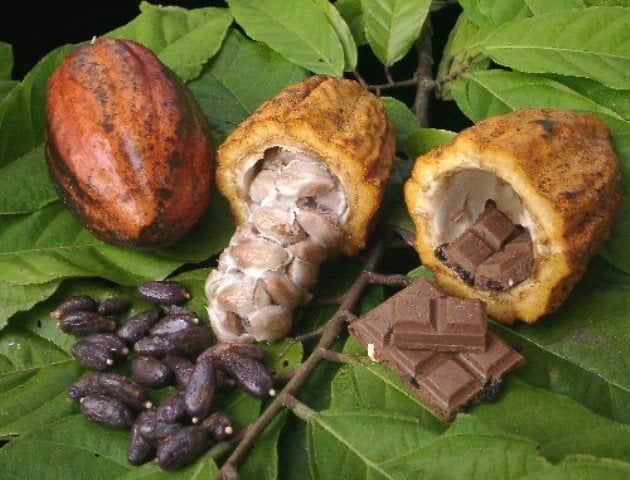 El cacao recibió la distinción de PRODUCTO BANDERA.