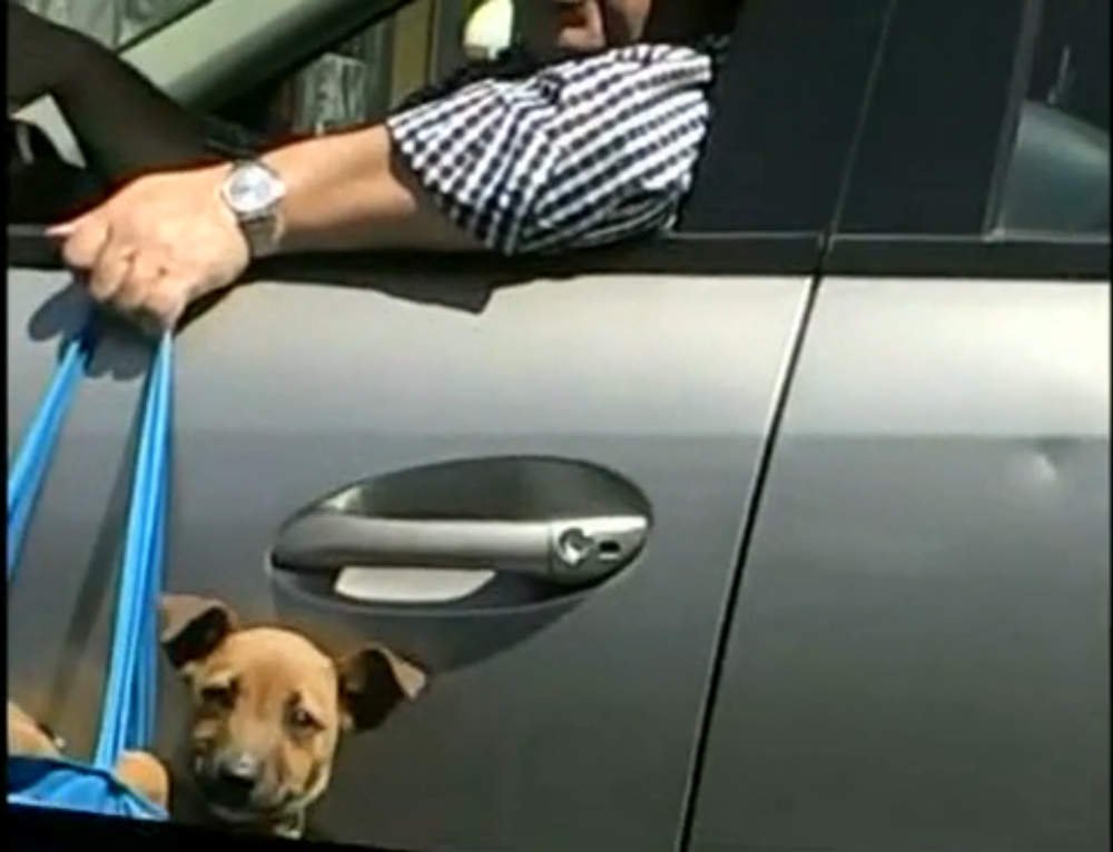 [VIDEO] Crueldad: Perrito colgado en auto desata ira en redes sociales