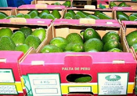 Las exportaciones de palta se incrementaron 30% durante la campaña 2013.