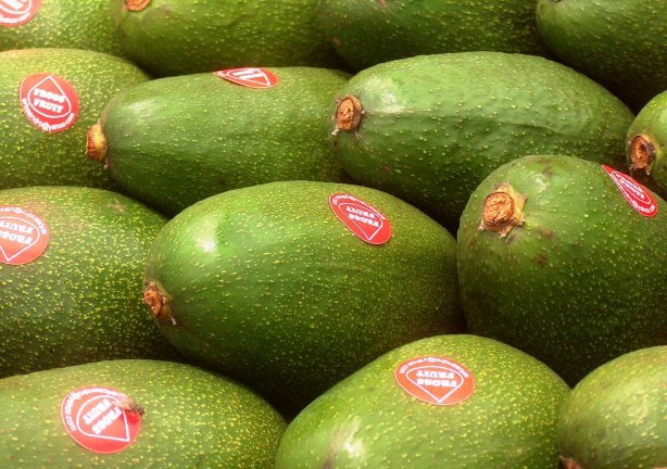 La palta nacional continúa siendo un producto con gran potencial exportador.