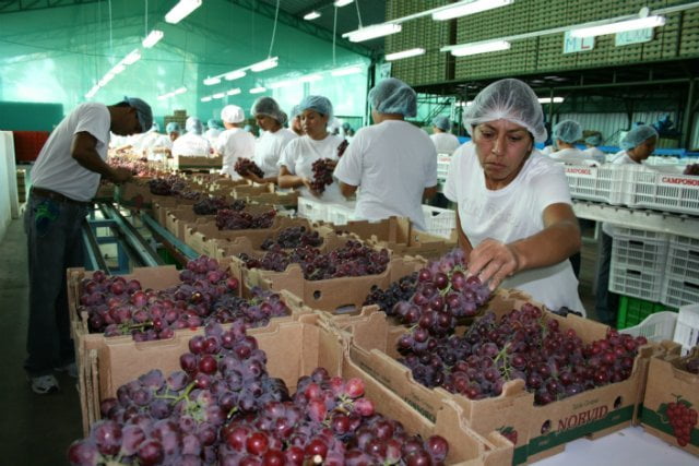 Las uvas frescas fueron el principal producto lambayecano exportado al continente asiático.