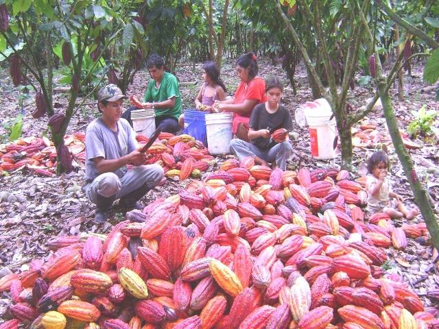 La calidad del cacao nacional es muy valorada en mercados como Estados Unidos, Canadá y Francia.