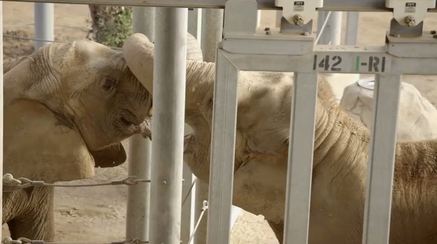 [VIDEO San Diego Zoo] La increíble reacción de un elefante cuando ve otro de su misma especie