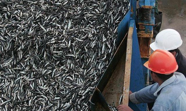 El subsector pesca terminó el 2013 con números negativos, a raíz de las pocas exportaciones de aceite y harina de pescado.