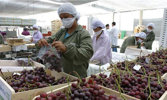 En el último trimestre del 2013, la uva peruana consolidó mayores despachos respecto a igual periodo del año anterior.