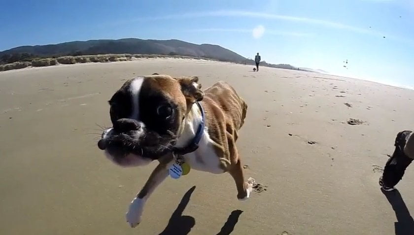 [VIDEO] Duncan, el perrito de dos patas que corre feliz en la playa