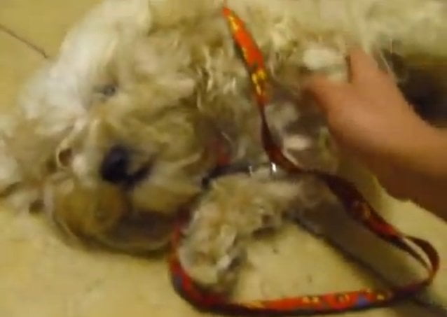 Fotos Youtube /   [VIDEO] Viral de perrito que pide un abrazo tras salvarse de sacrificio