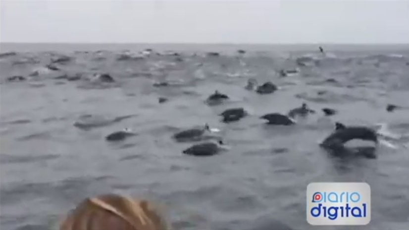 [VIDEO] Impresionante: Centenares de delfines migran de puerto San José